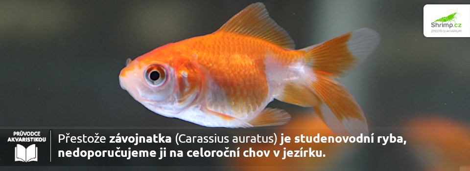 zavojnatku-nelze-chovat-cely-rok-v-jezirku