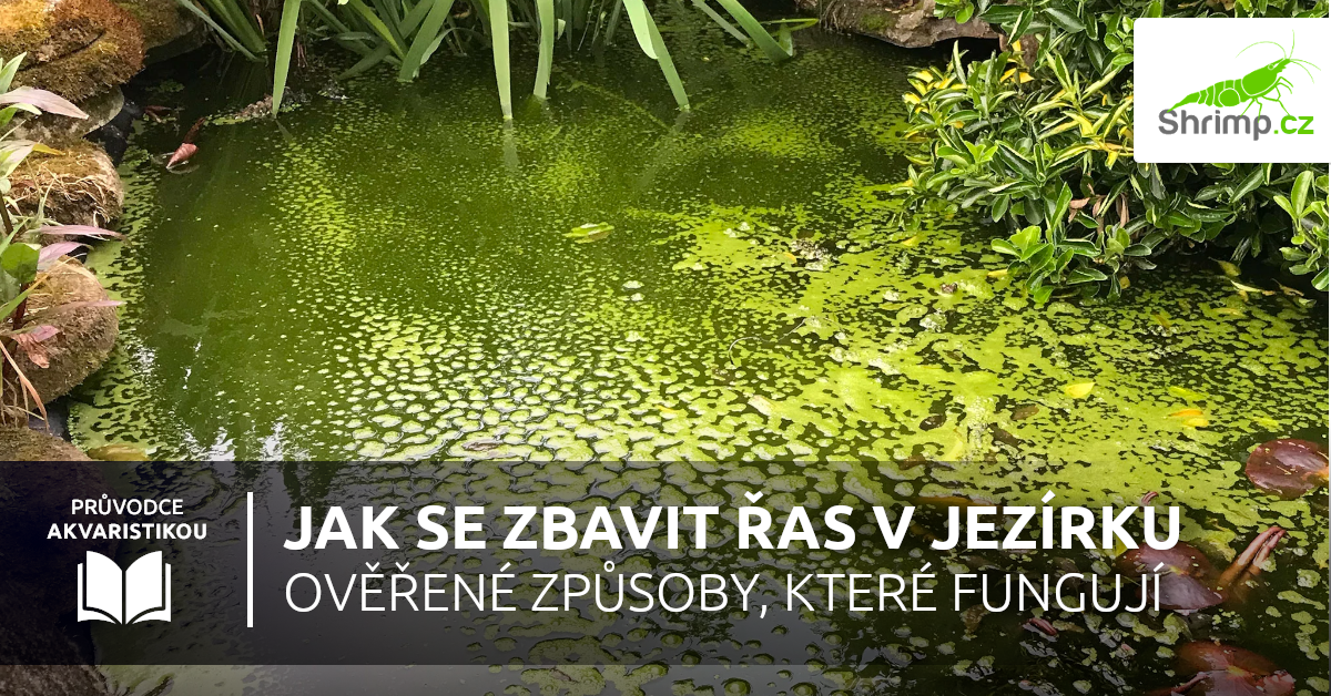 jak-se-zbavit-ras-zahradni-jezirko