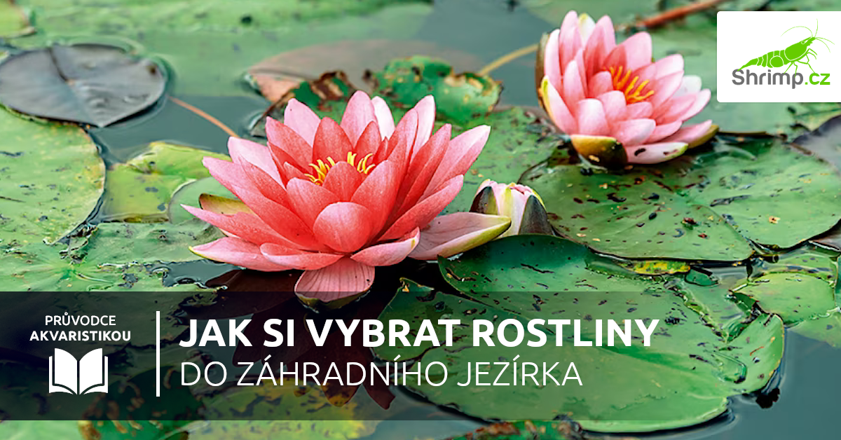 jak-vybrat-rostliny-do-jezirka
