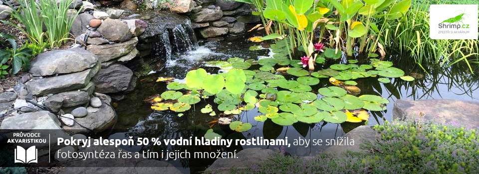 rostliny-v-zahranim-jezirku