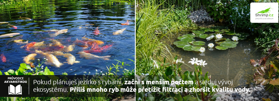 zahradni-jezirko-ryby