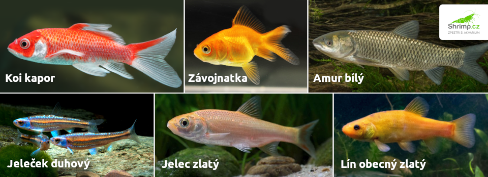 ryby-do-zahradniho-jezirka