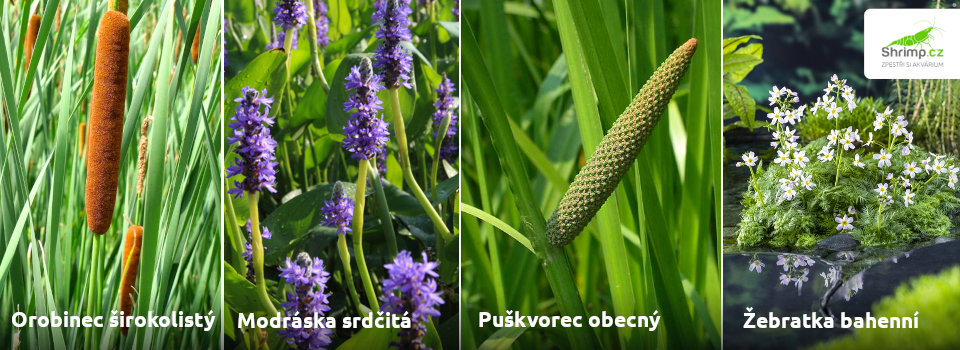 zahradni-jezirko-rostliny