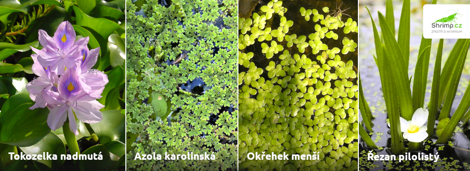 plovouci-rostliny-jezirko