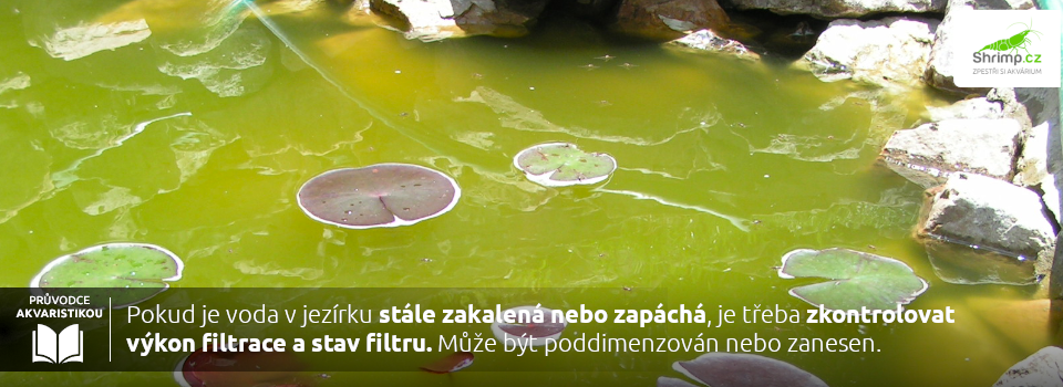 zahradni-jezirko-rasy