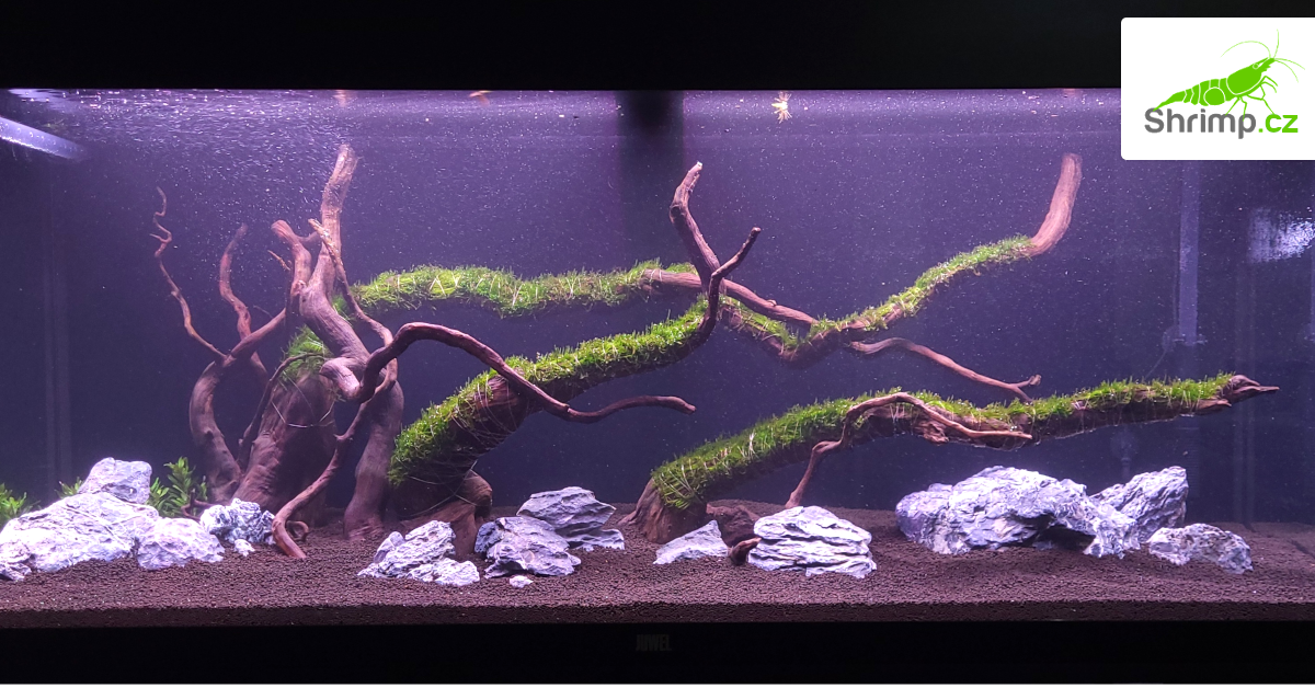 Mechy a hardscape v akváriu