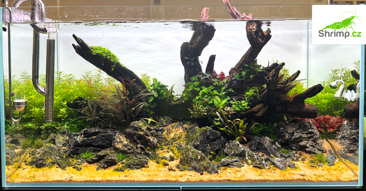 novozalozene-akvarium