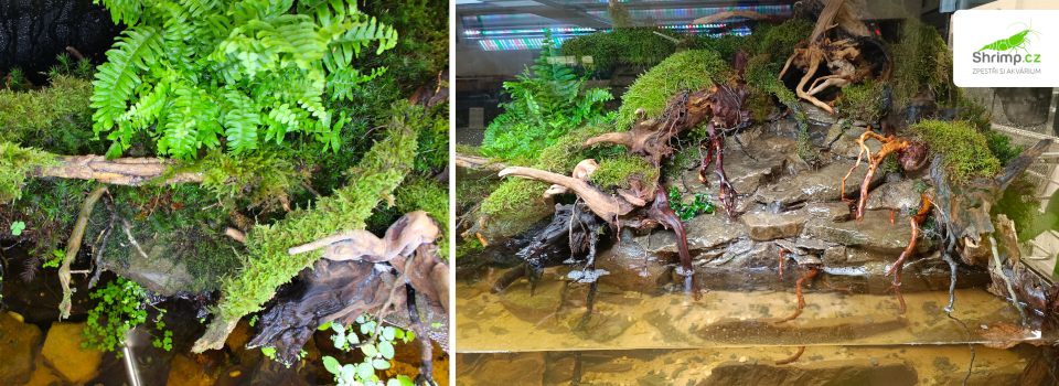 rostliny-paludarium