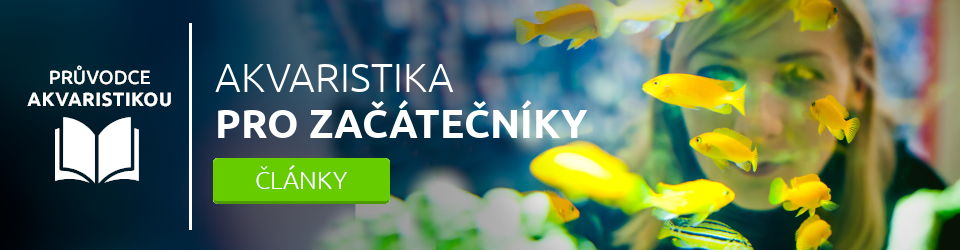 Akvaristika pro začátečníky