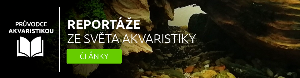 Reportáže