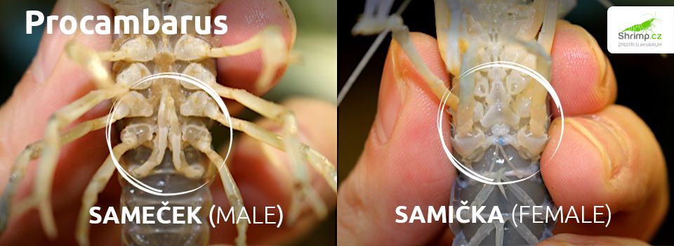 procambarus-alleni-samec-vs-samicka