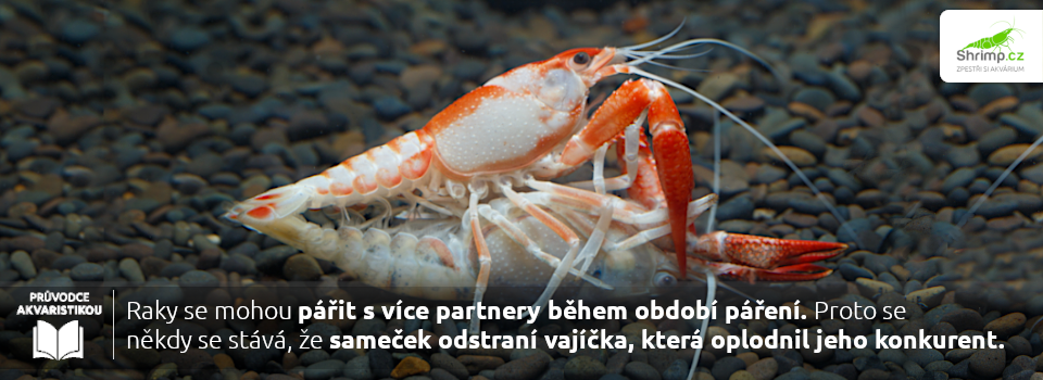 raci-se-mohou-parit-s-nekolika-parnermi
