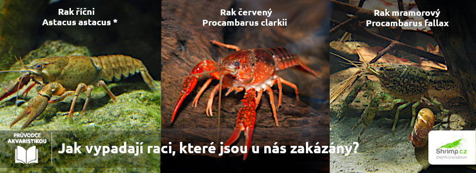 zakazane-druhy-rakov-na-chov-u-nas
