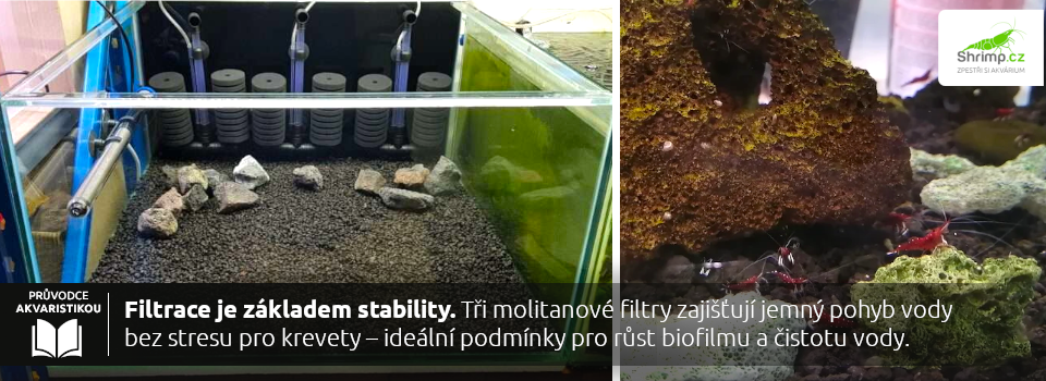 akvarium-pro-sulawesi-krevety