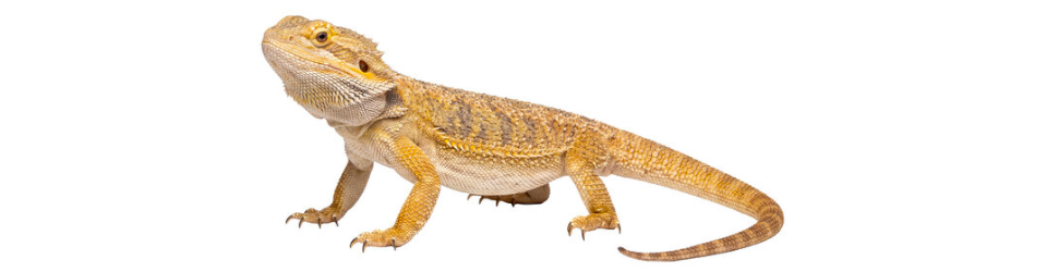 agama-vousata