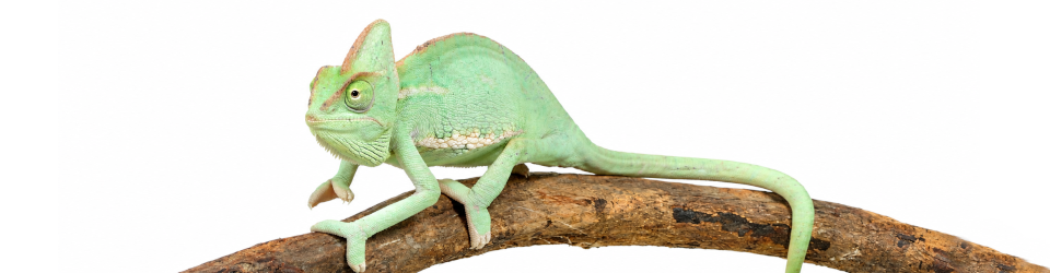 chameleon-jemensky