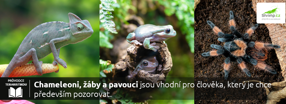 terarijni-zvirata-nevhodne-na-manipulaci