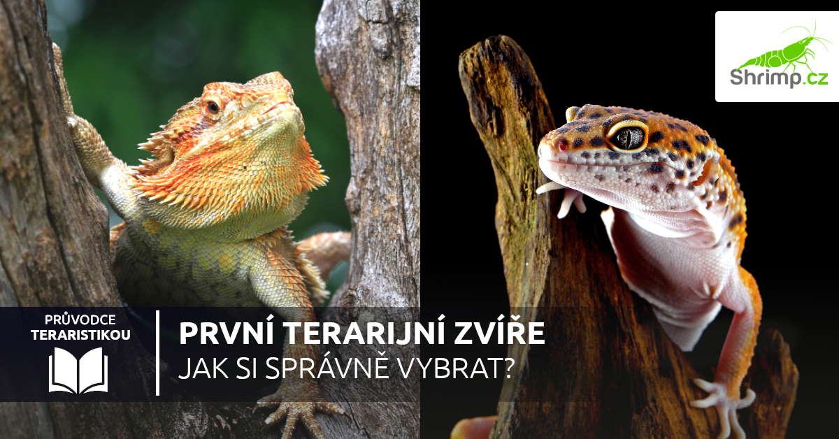 prvni-terarirjni-zvire