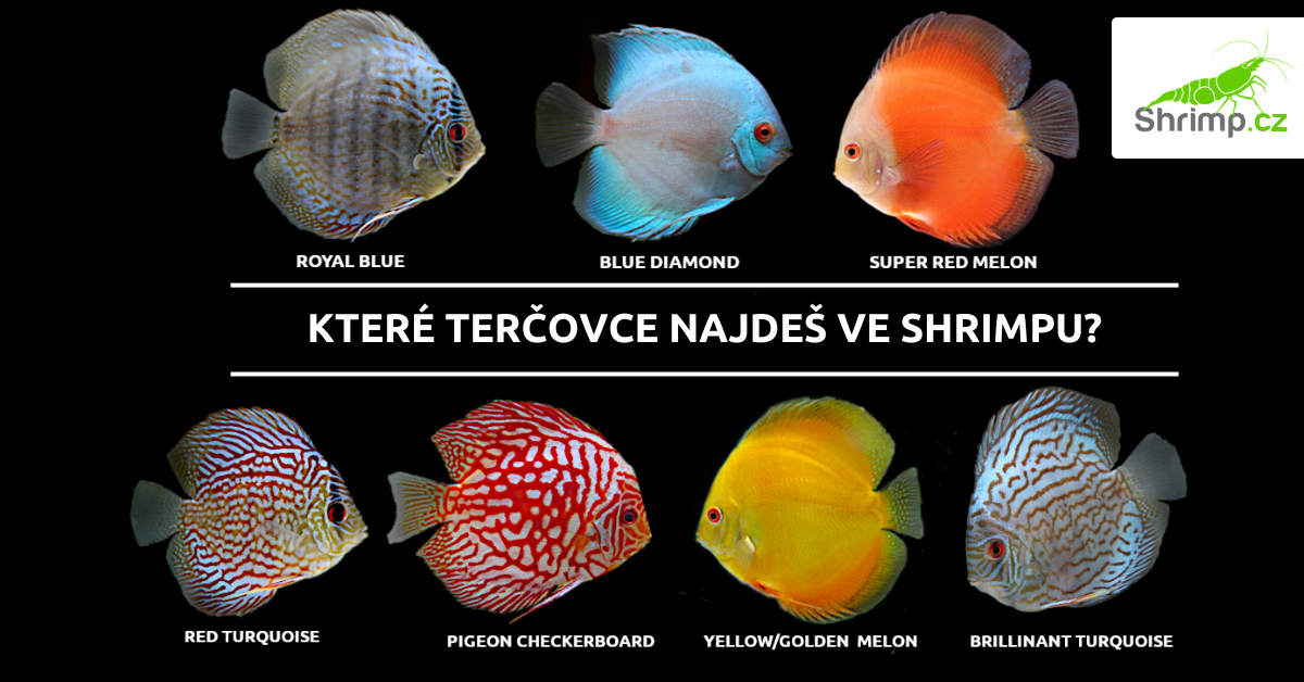 discusy-ze-shrimpu