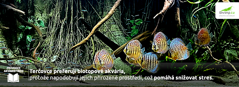 akvarium-pro-tercovce