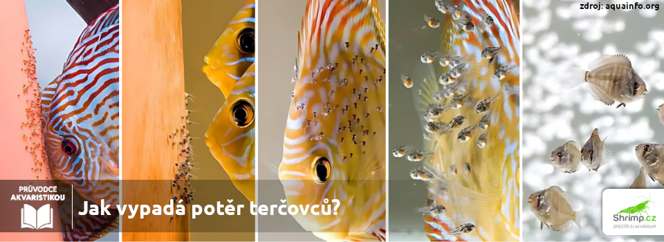 vyvoj-poteru-tercovcu