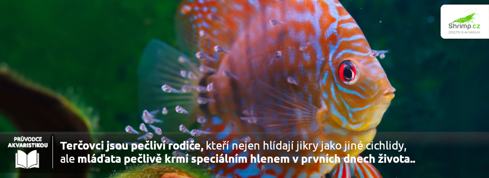 tercovci-jsou-peclivi-rodice