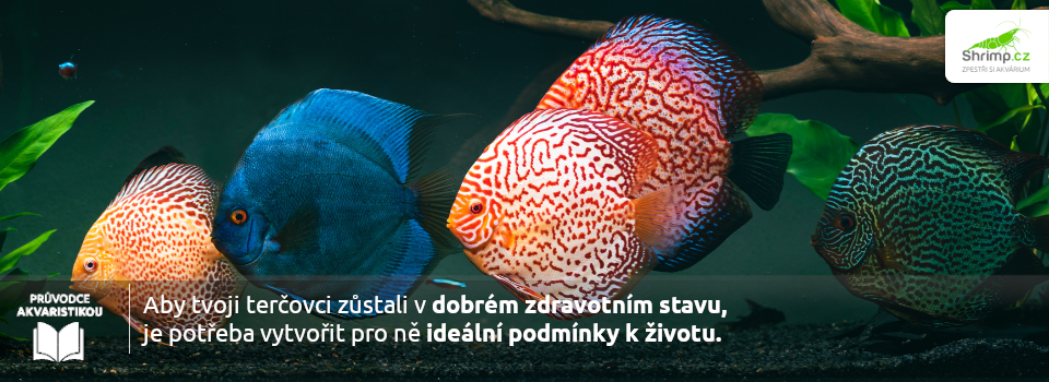prevence-nemoci-je-zaklad-uspechu