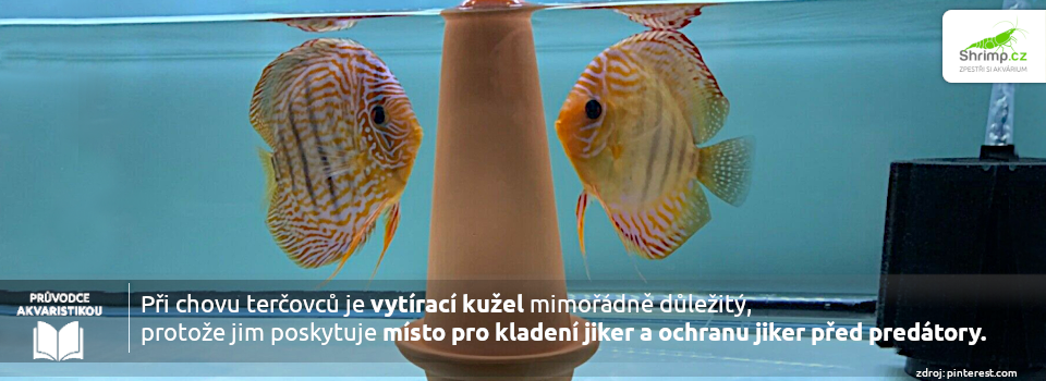 vytiraci-kuzel-je-pro-tercovce-dulezity