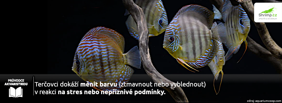 zmena-barvy-u-tercovcu