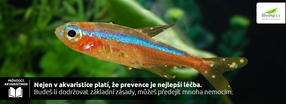 prevence-nemoci-akvariovych-ryb