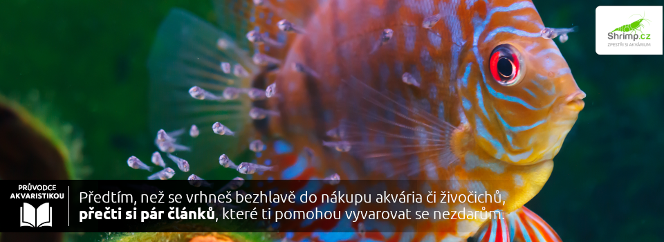 jak-se-starat-o-akvarijni-rybky