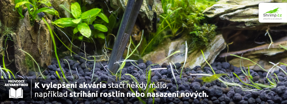 k-vylepseni-nekdy-staci-malo-napriklad-stihani-nebo-sadzeni-rostlin