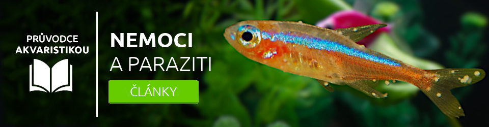 nemoci-a-paraziti-akvarijnich-ryb