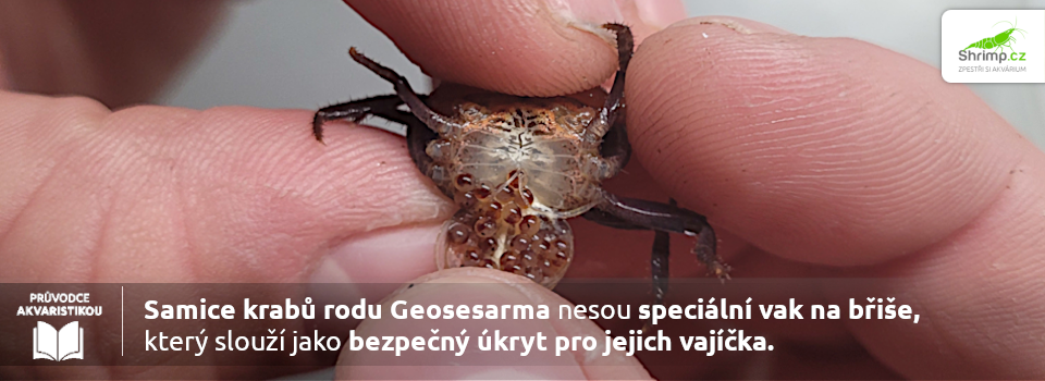 geosesarma-ikry-vejce