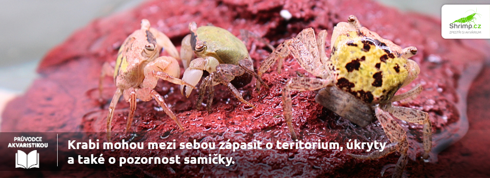 kraby-zapasy