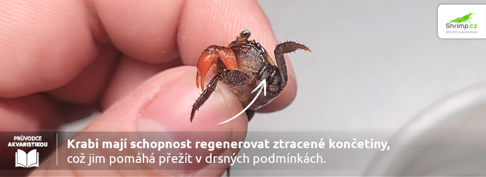 regeneracia-concatin-krab