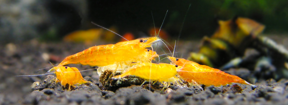 Neocaridina davidi