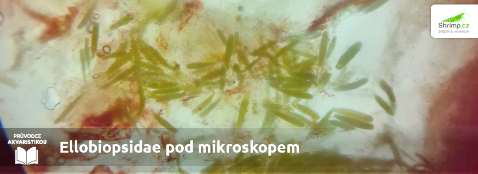 Ellobiopsidae-pod-mikroskopem