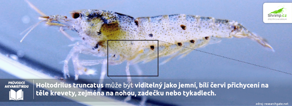 Holtodrilus-truncatus-na-krevetce