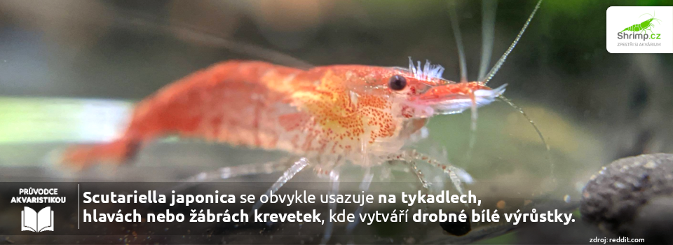 Scutariella-japonica-na-krevetce