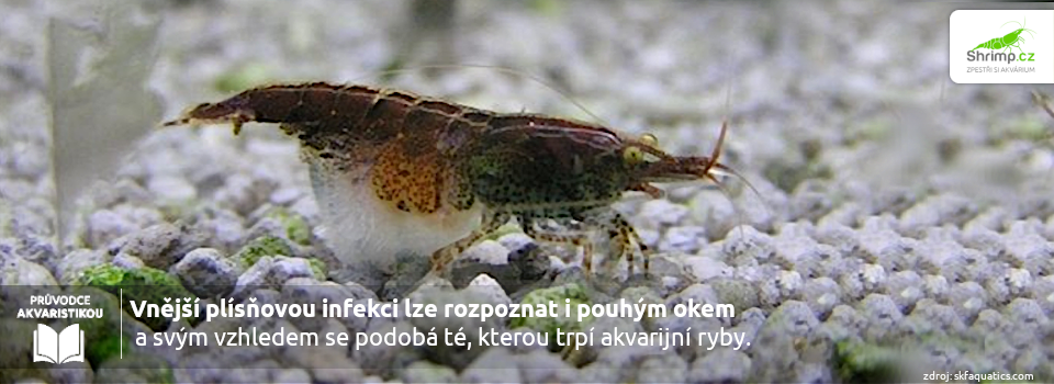 plisnova-infekcie-na-krevetce