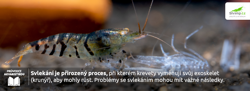 svlékání-krevetek