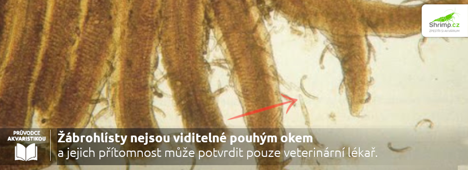 ziabrohlisty-pod-mikroskopem