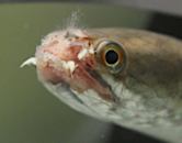 nemoci-akvarijních-ryb