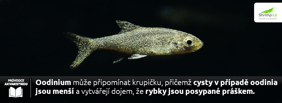 oodinioza