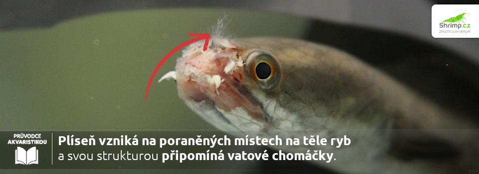 plisnove-onemocneni-ryb