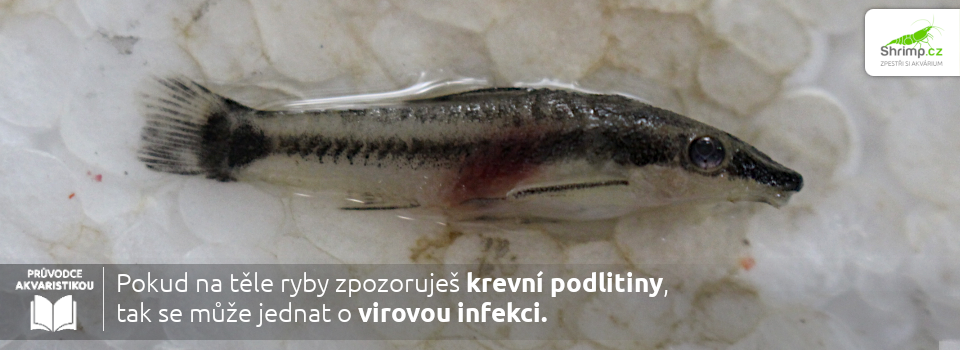 virova-infekcia-u-ryb