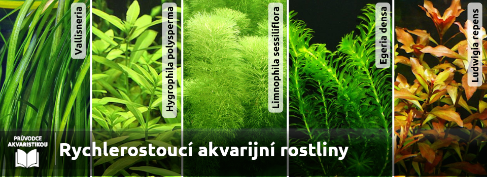 rostliny-do-akvaria