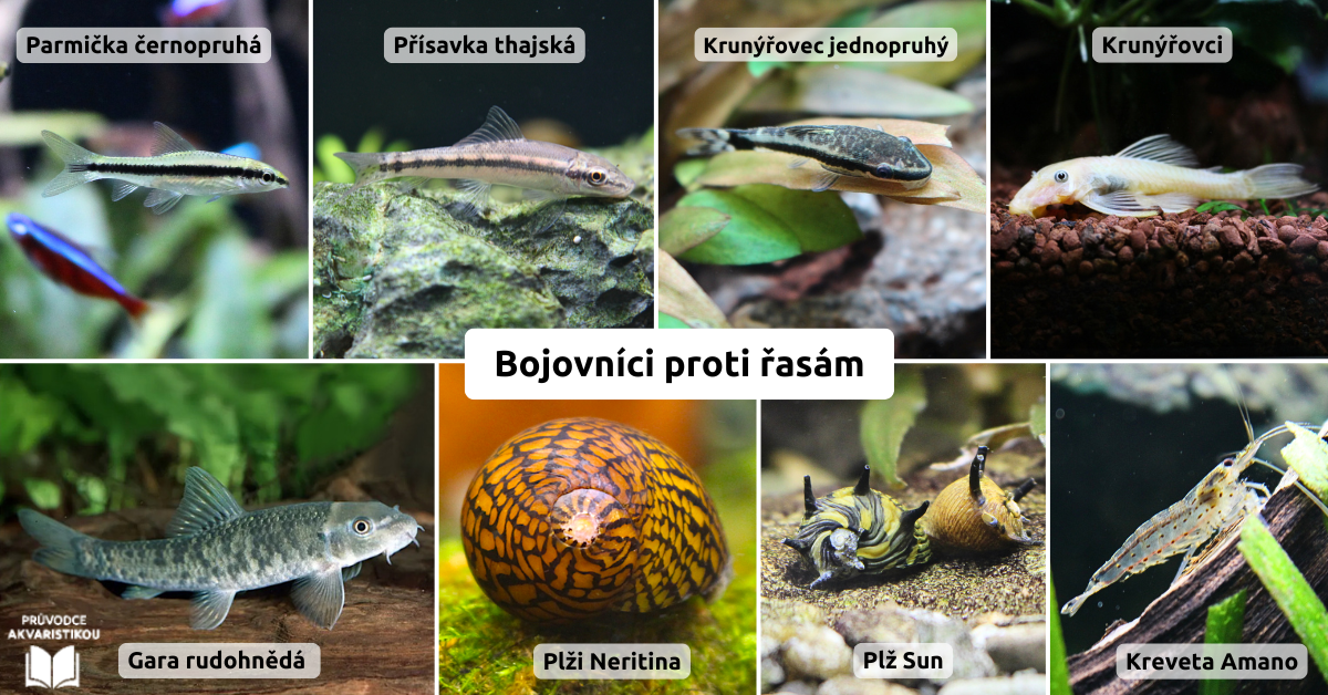 bojovnici-proti-rasam