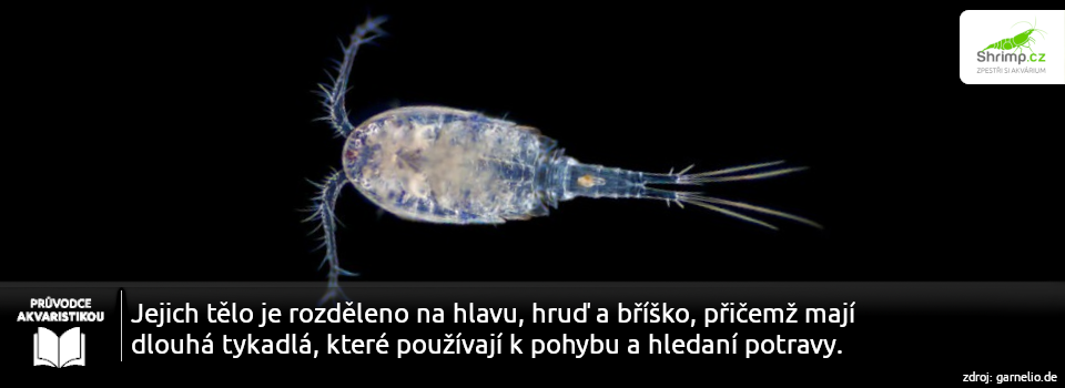 cyklopy-v-akvariu